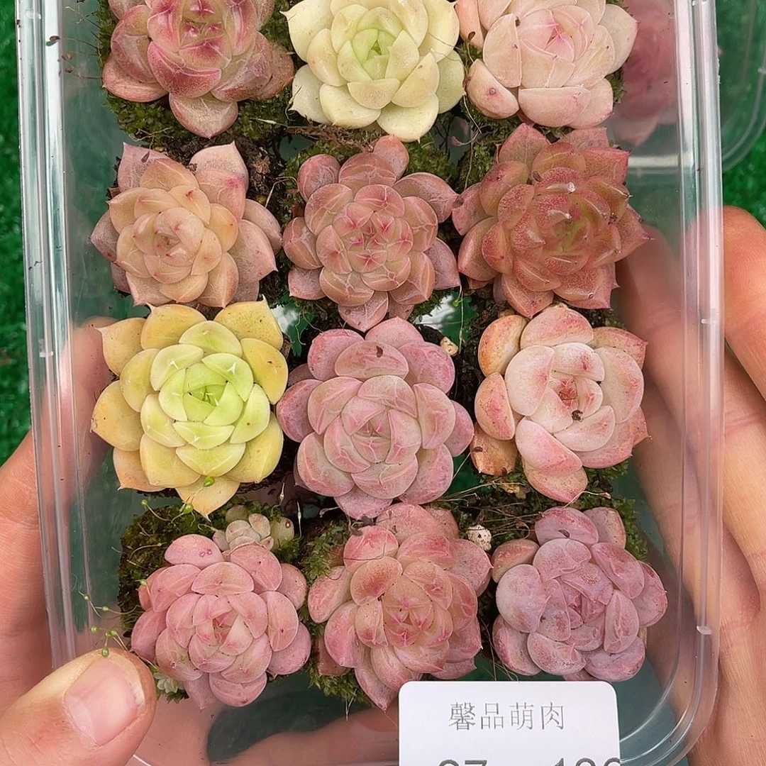 多肉一物一拍27-136