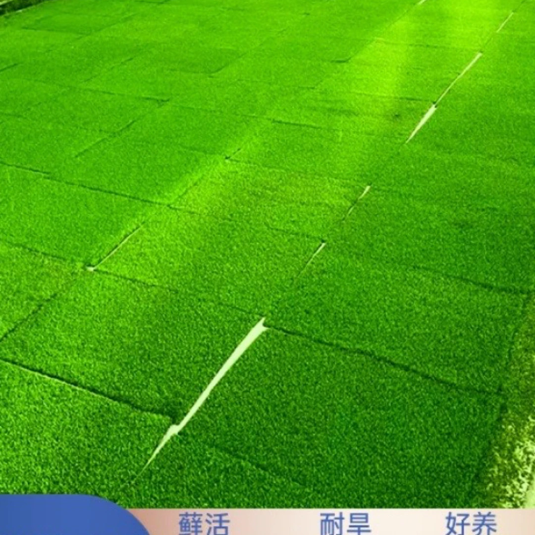 【短绒苔藓】室内室外景观苔藓，盆景铺面苔藓素材。买三送一，到手4片