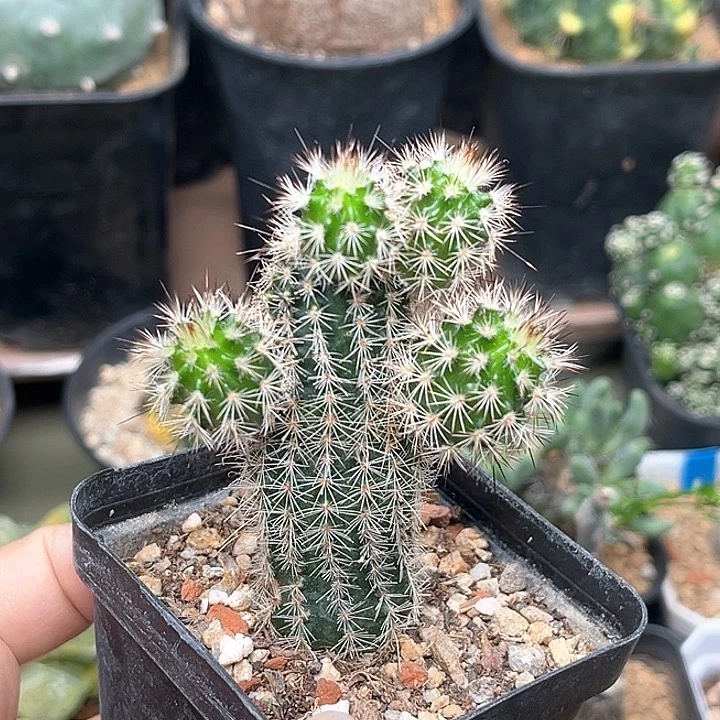 无花朵紫花实生虾一颗