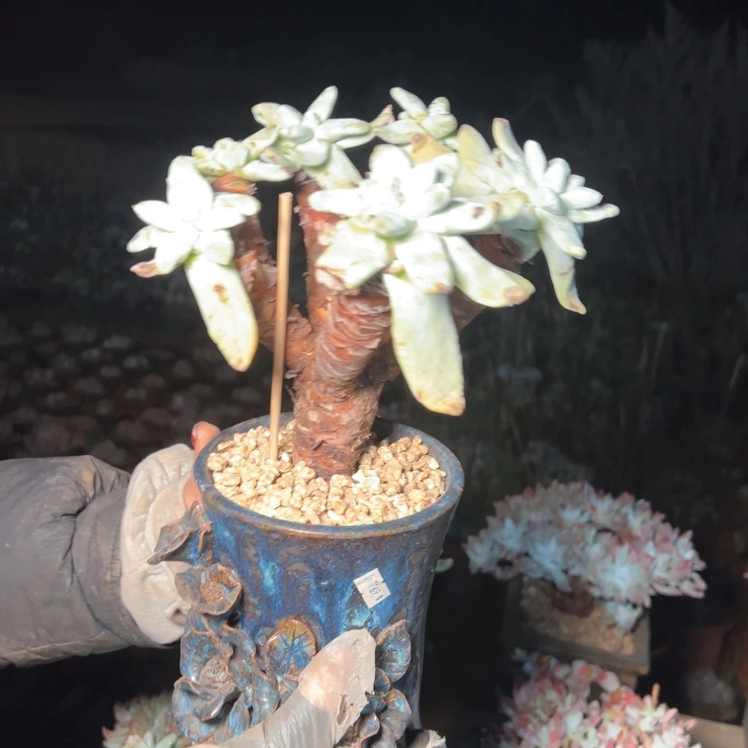 7367哈哈哈哈哈哈哈哈哈