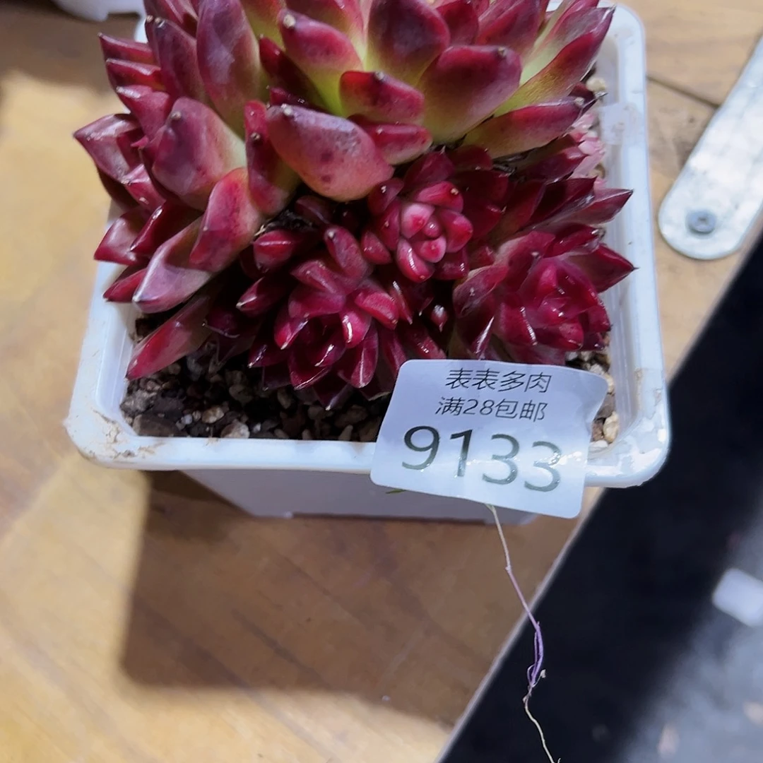 9号多肉一物一拍9133