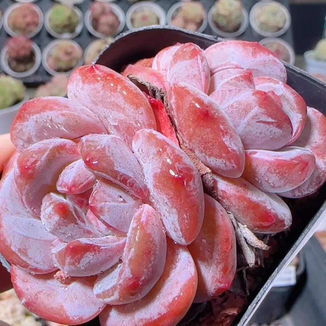 花语多肉1203-11星颖