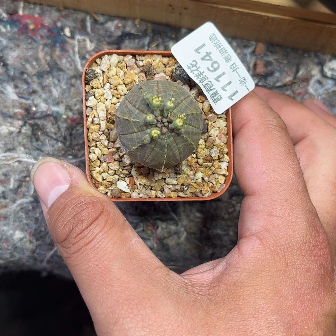 111641一物一拍单头发