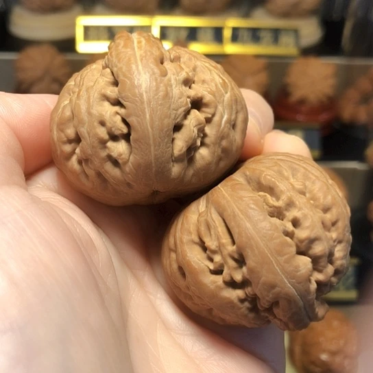 精品：霸王龙全品