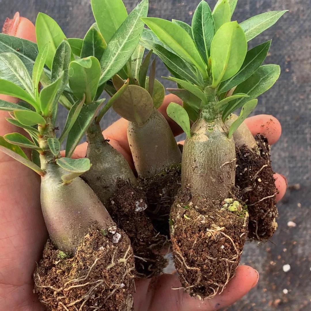 （满9.99包邮）沙漠玫瑰  4-5cm 猫小姐多肉