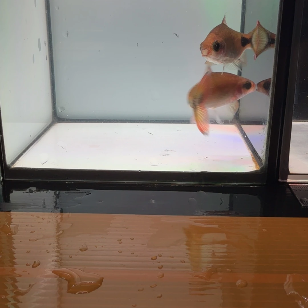 海水彩虹道人，000000