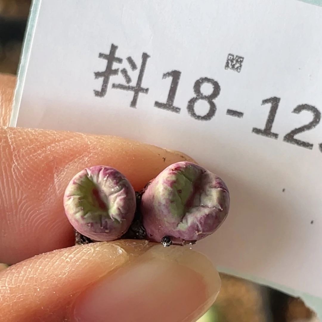 18-129嘴多肉植物肉锥