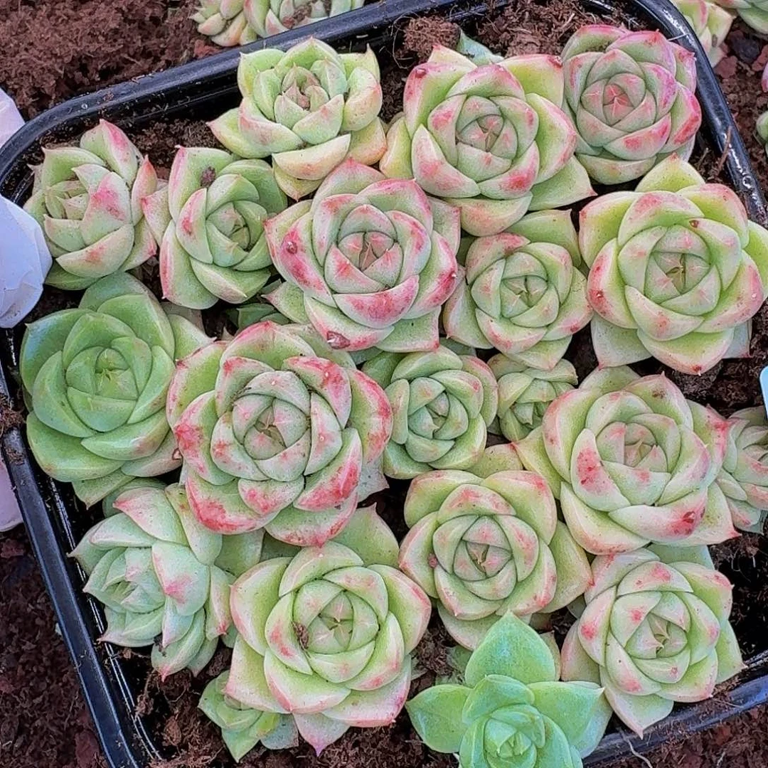 多肉植物多肉植物393