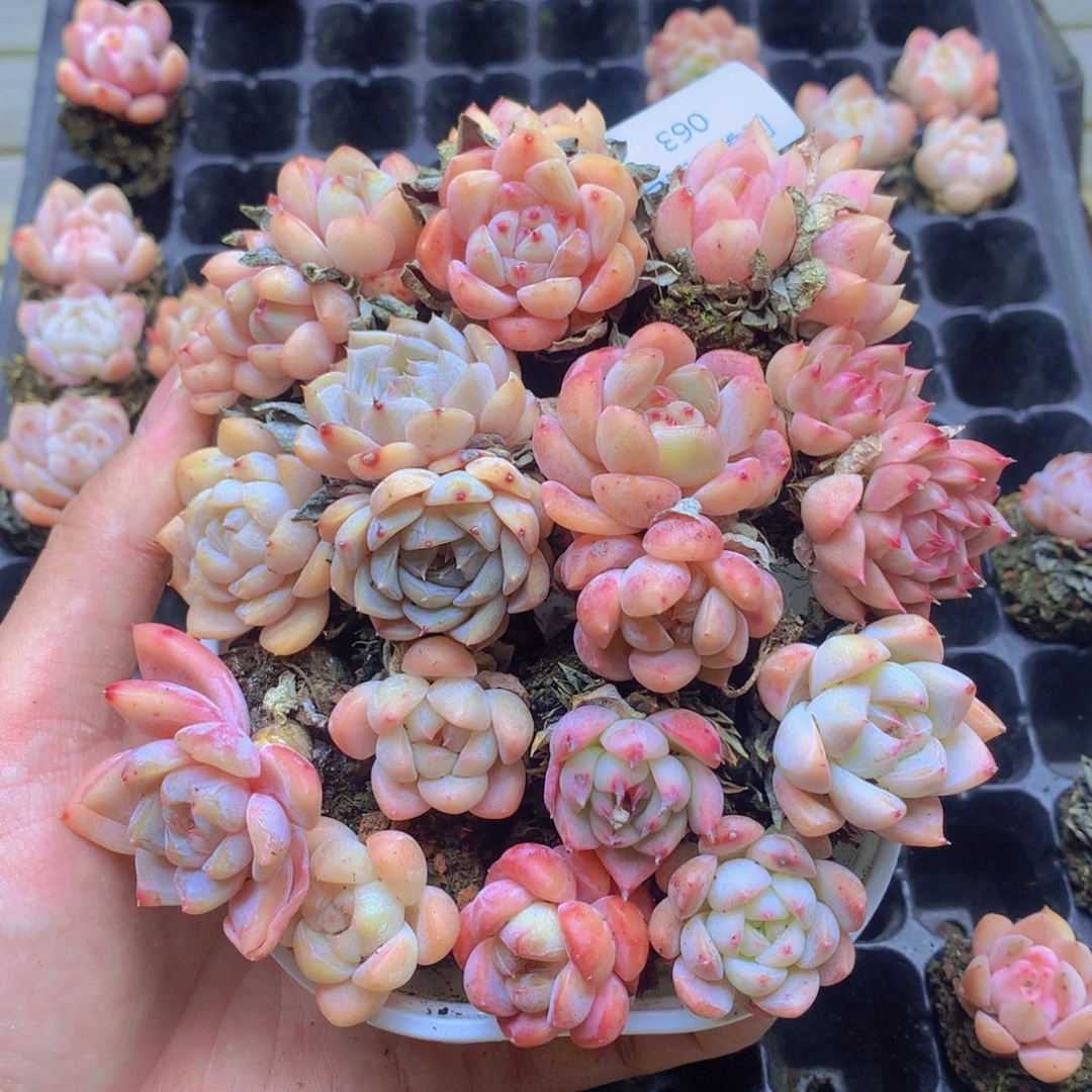 我要去看你了啊063