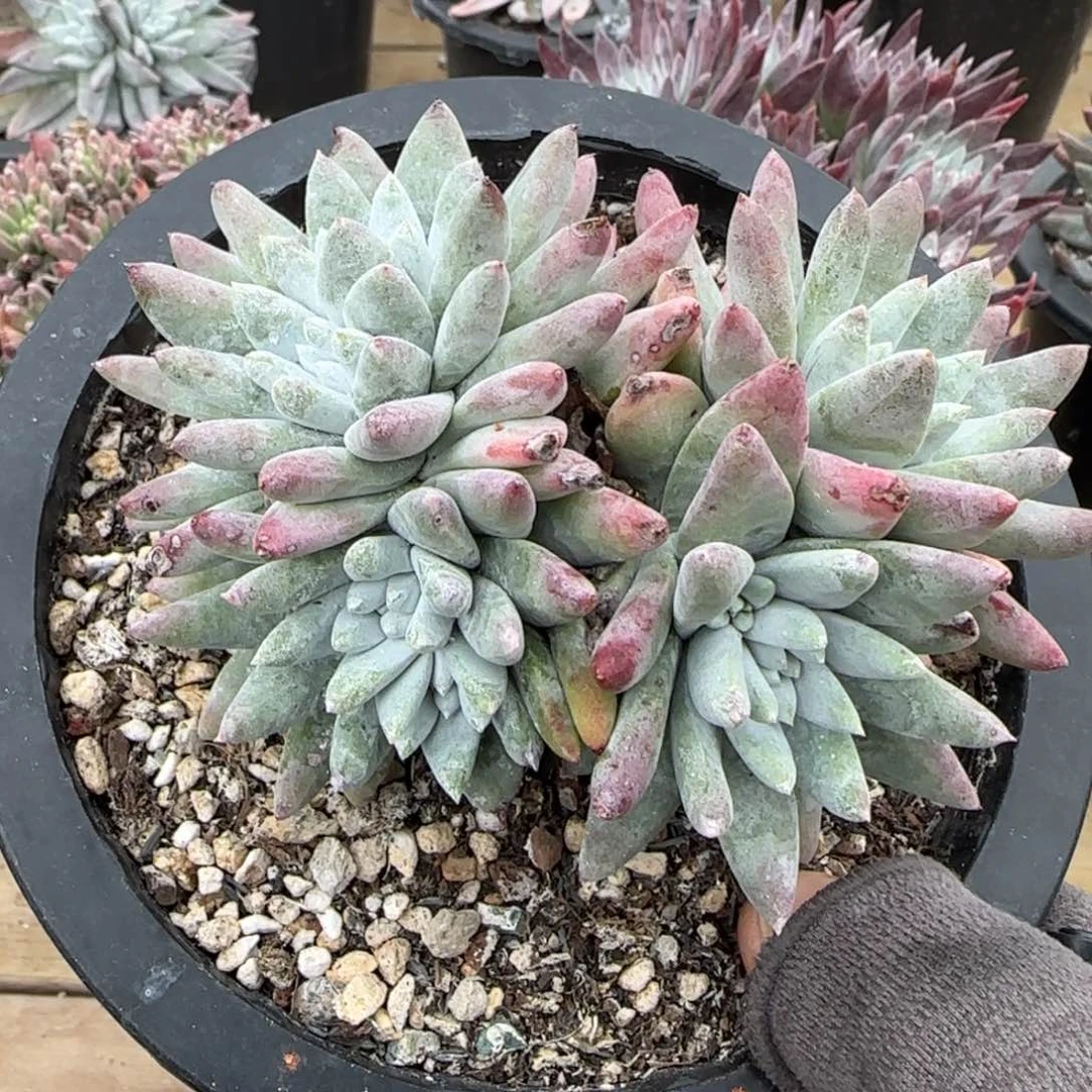 用****620250203z多肉5554