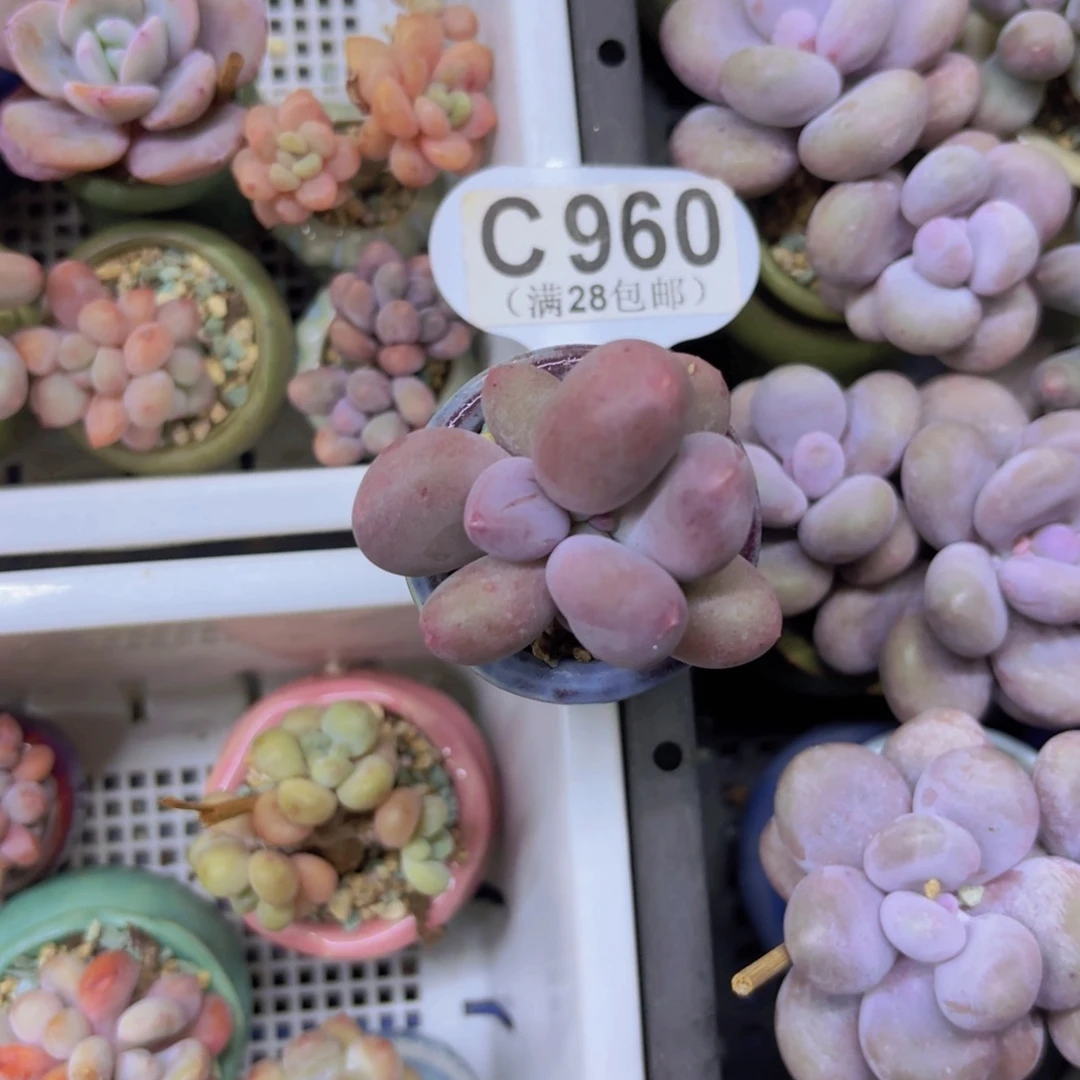 C960Mike奶一物一拍