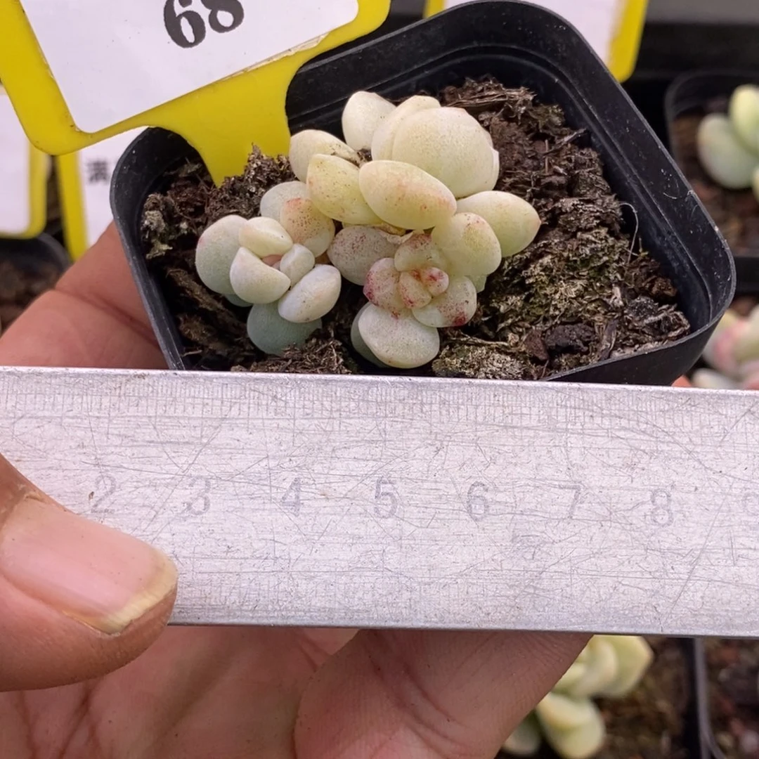 768冰玉石化锦带锦三头趴地