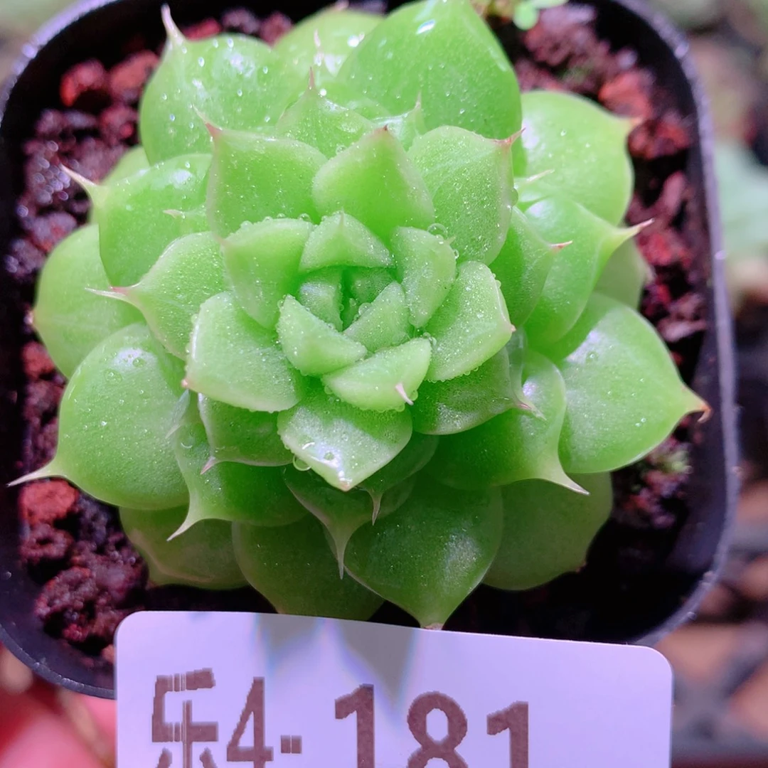 乐然4-181 麦秆单头