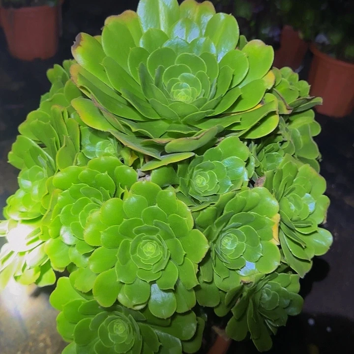 绿羊绒巨无霸亏本福利