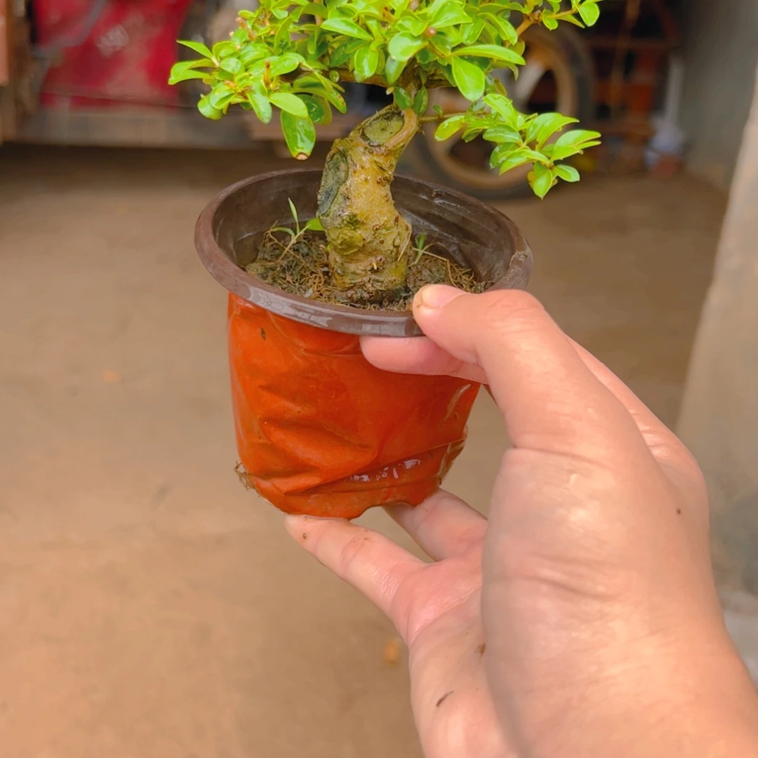 老***汉无花朵吃j和vv的食物