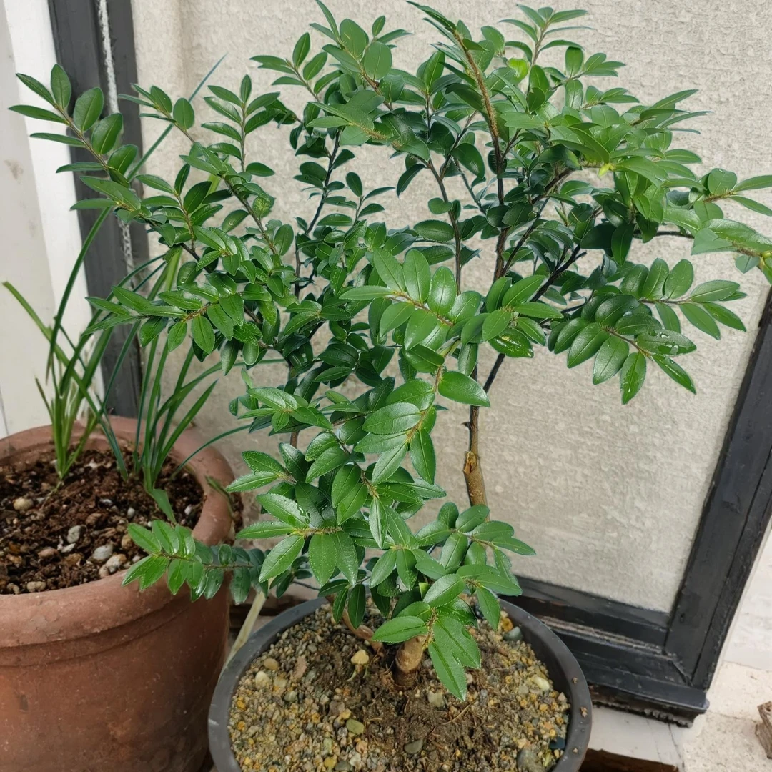 美男树盆栽喜阴耐寒植物平替吊钟马醉木苗客厅装饰网红绿植带土球