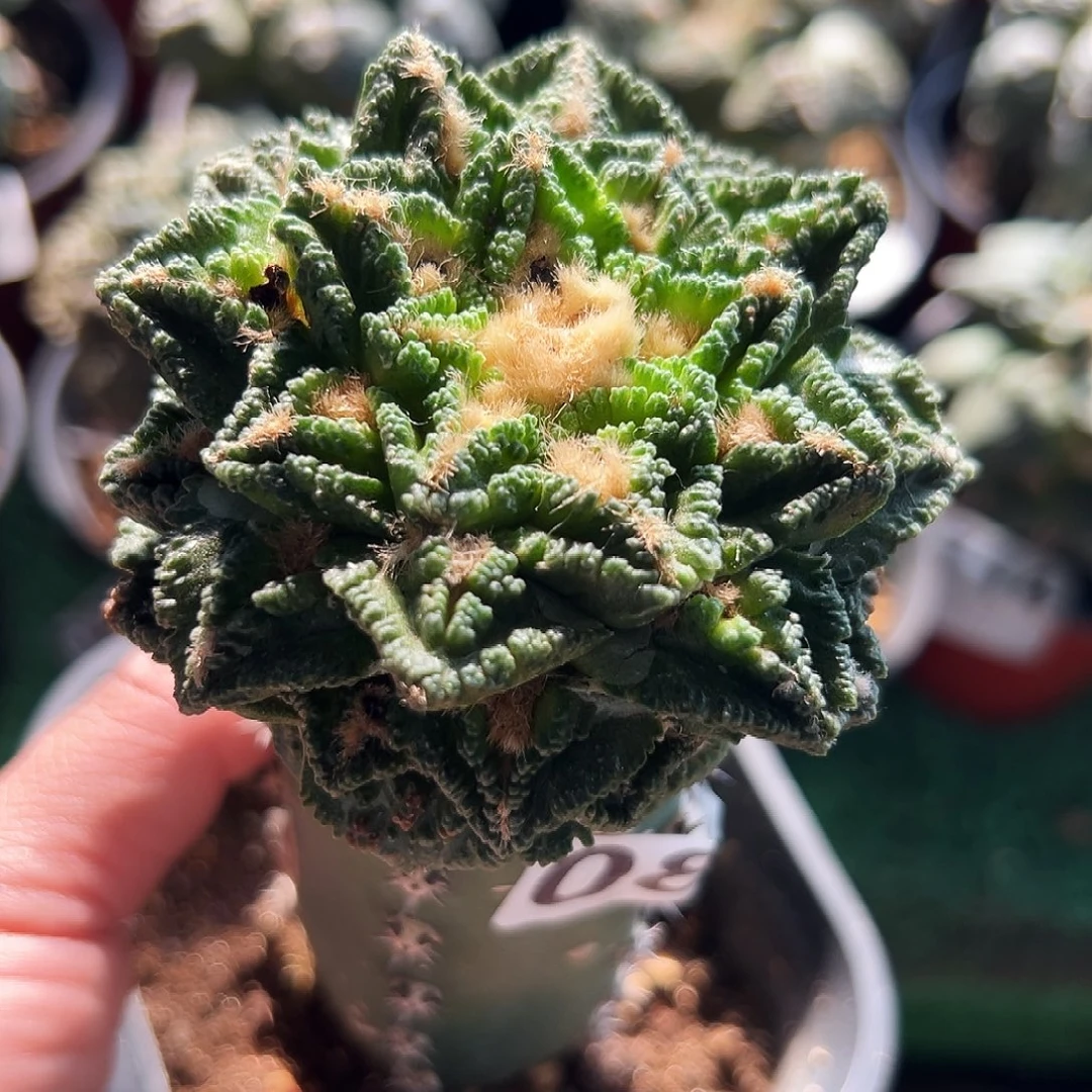 无花朵深隔尤辛顿牡丹081