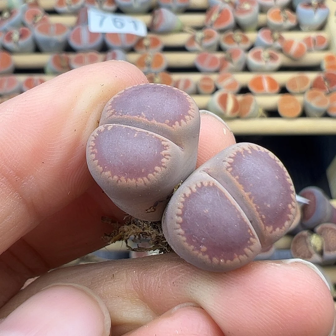 801比利时KO母本有伤福利清