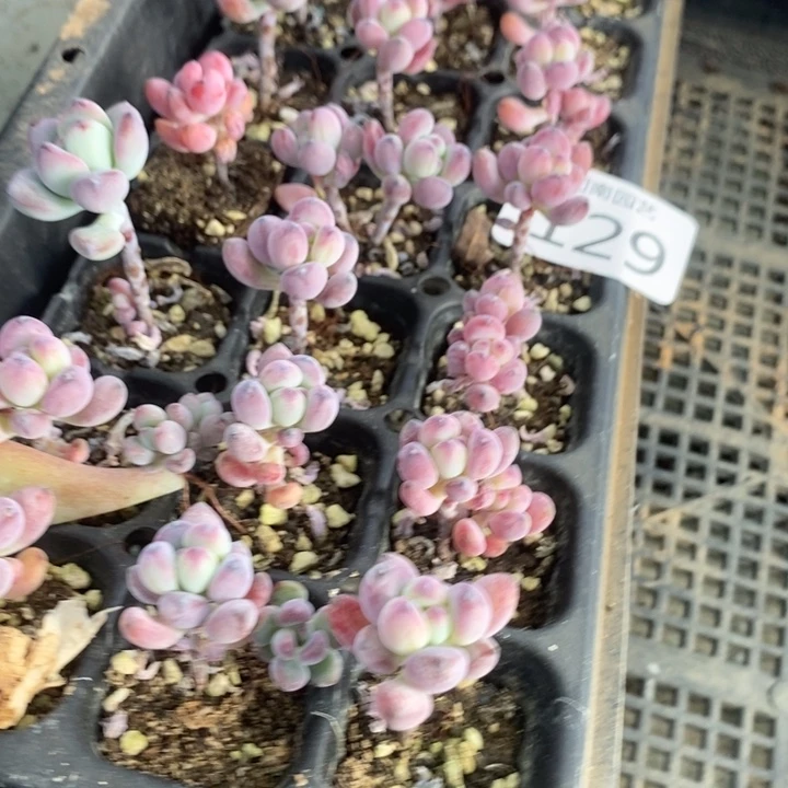 129 多肉植物盆栽植物