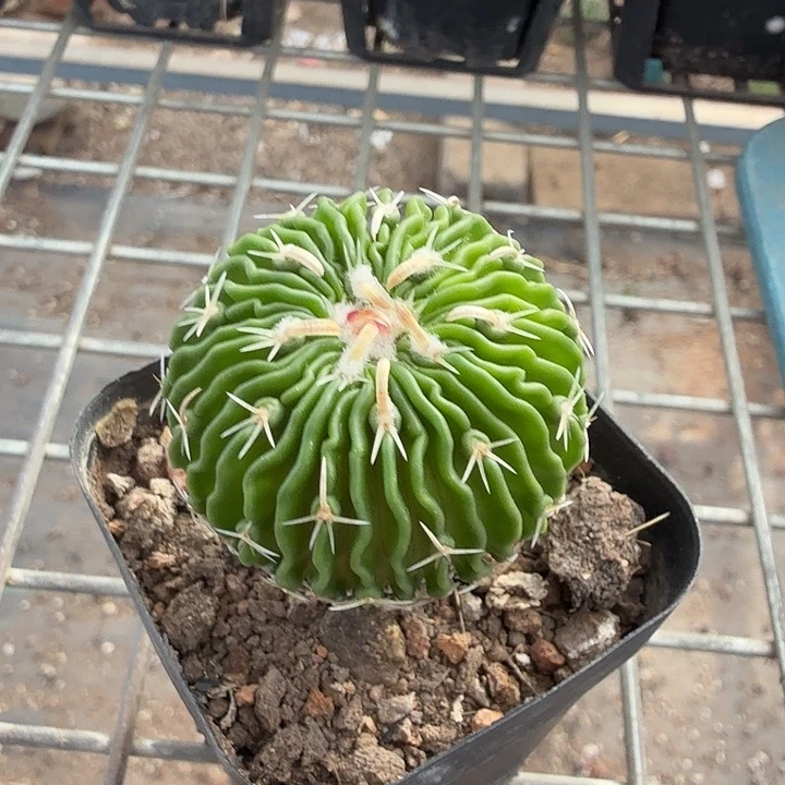 实生太刀岚3仙人球