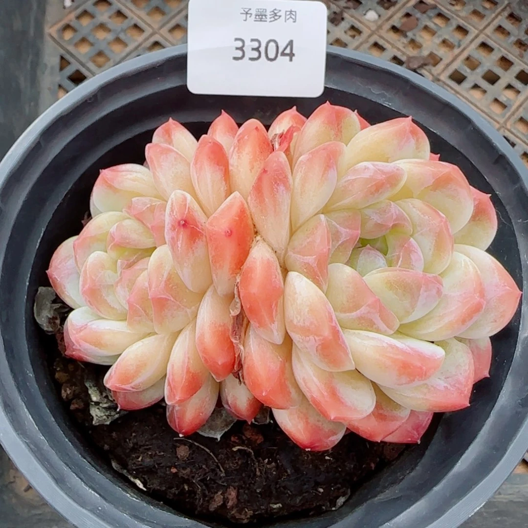 冰魄，3304多肉植物