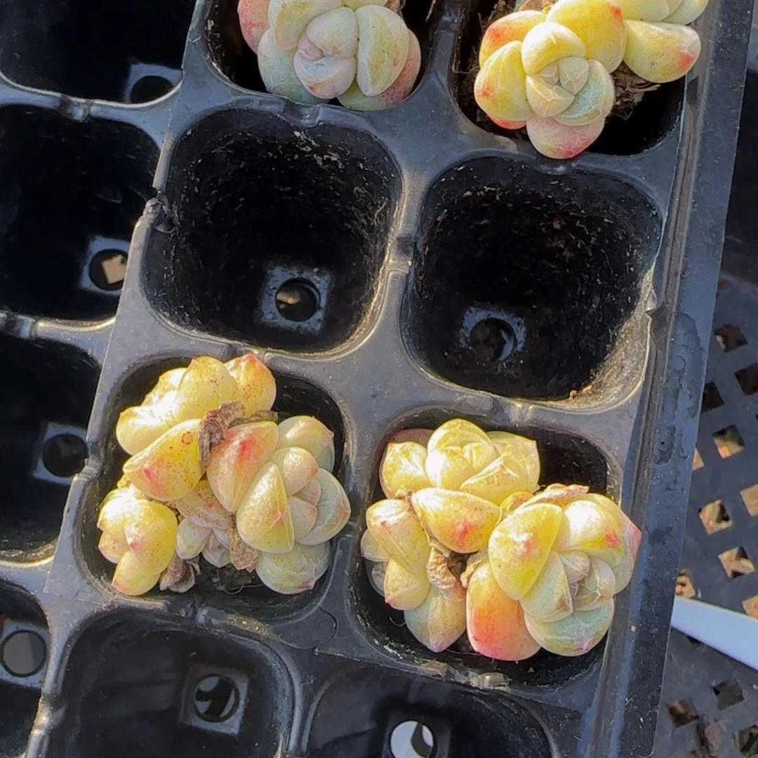 初***夏初夏4颗冰玉优选特价！！