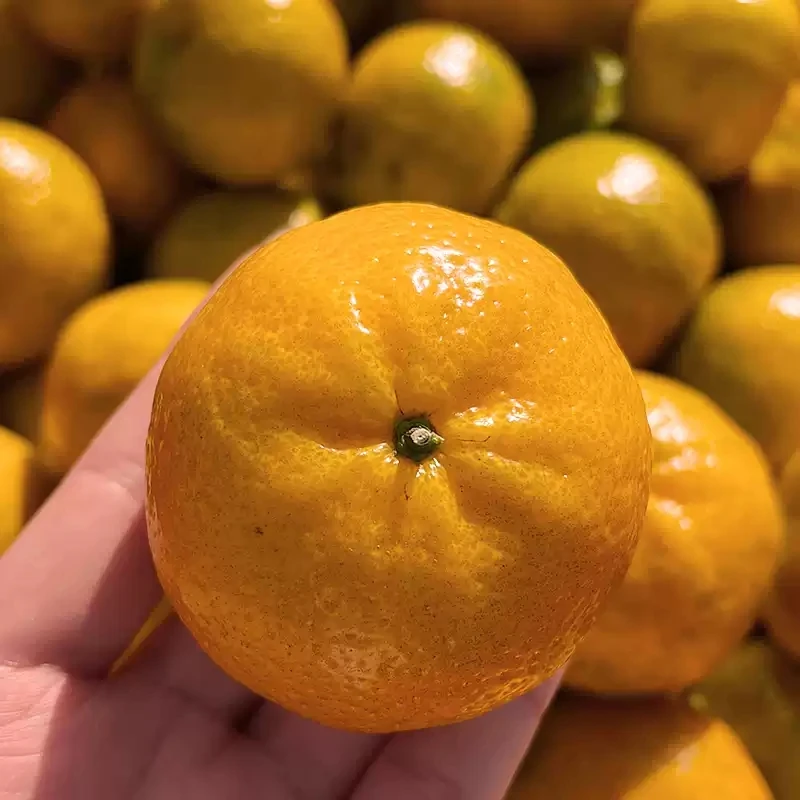 2025天马圈枝冬后鲜果（小果）