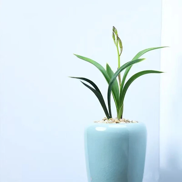 【墨兰达摩】青叶达摩兰花国兰叶艺之王福气花