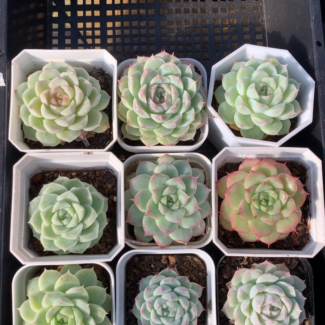 1204-01 女王套餐