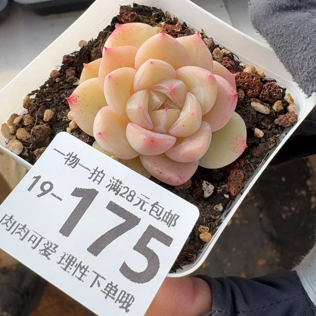 璇玑无盆土发货无