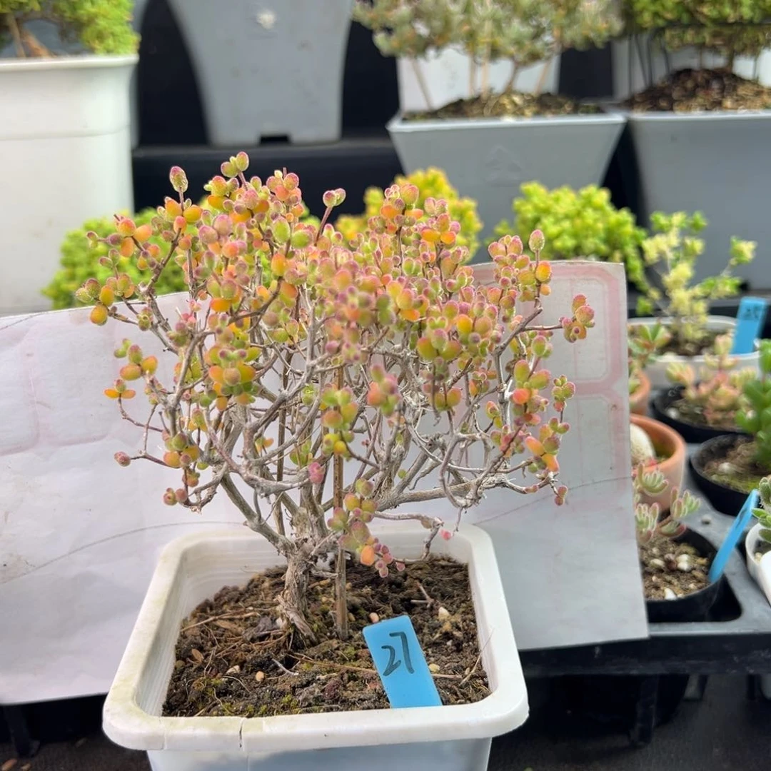 罗*老桩糖球白虎斑锦27号