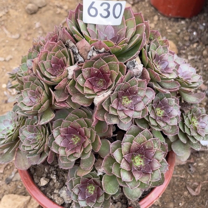 无花朵630多肉植物红魔