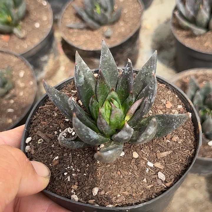 黑骑士惊鸿一物一一拍包装收缩花旱