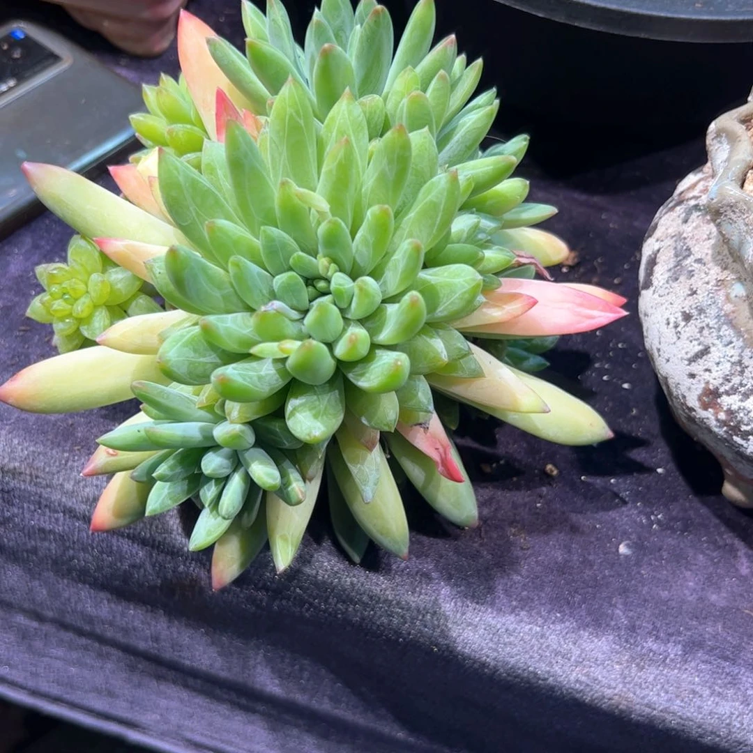 顽*多肉植物多肉植物