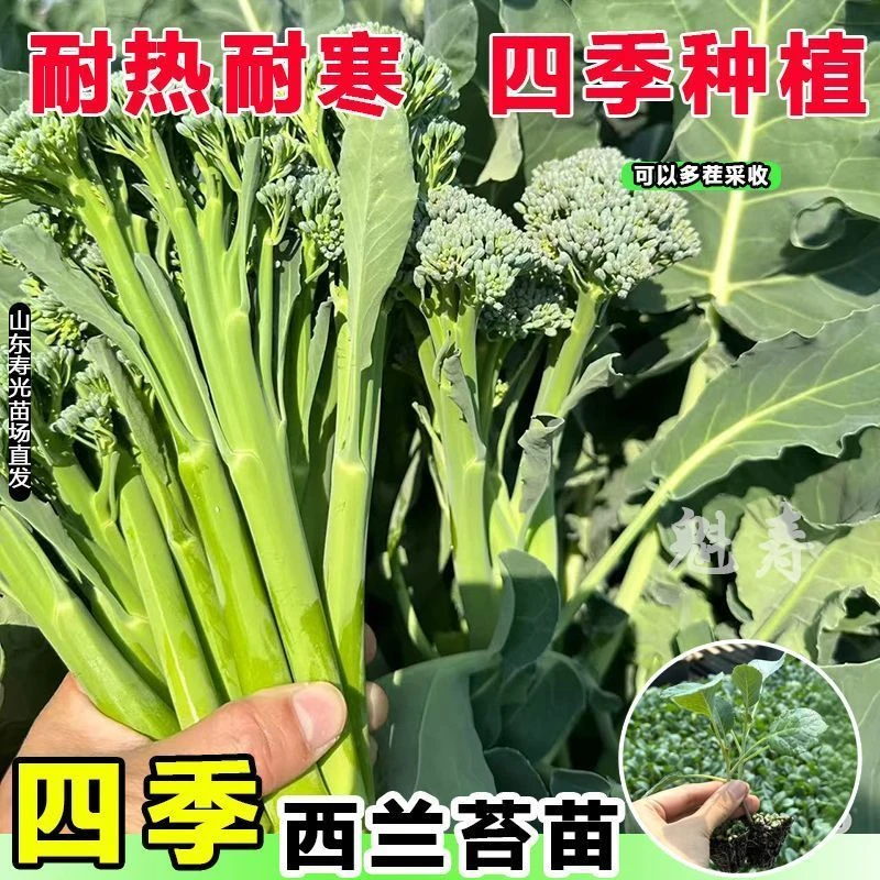 西兰苔秧苗西洋芥兰种籽芥蓝秋季菜苔四季阳台盆栽西兰蓝花蔬菜