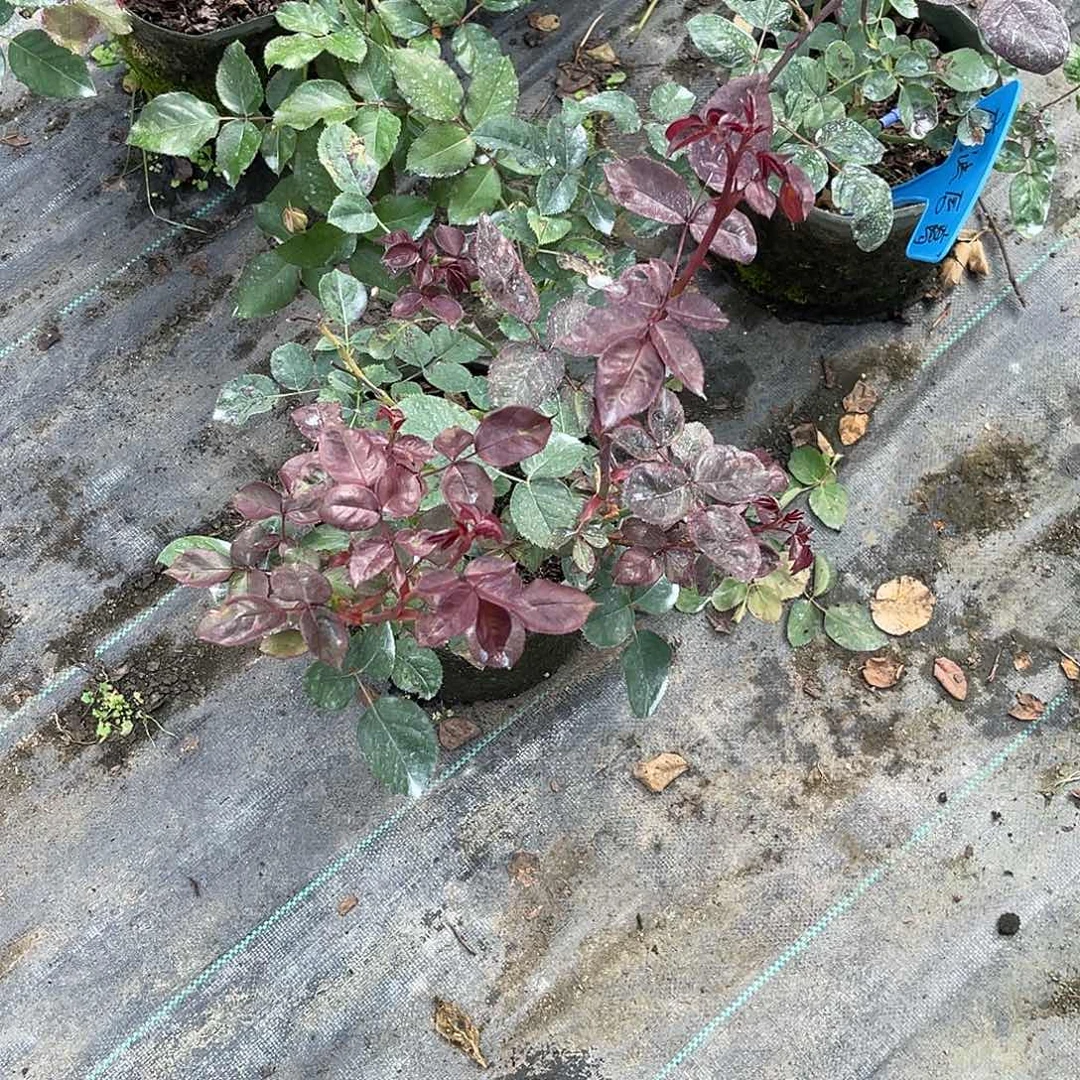 萝***话无花朵——魔法唇膏 福利款