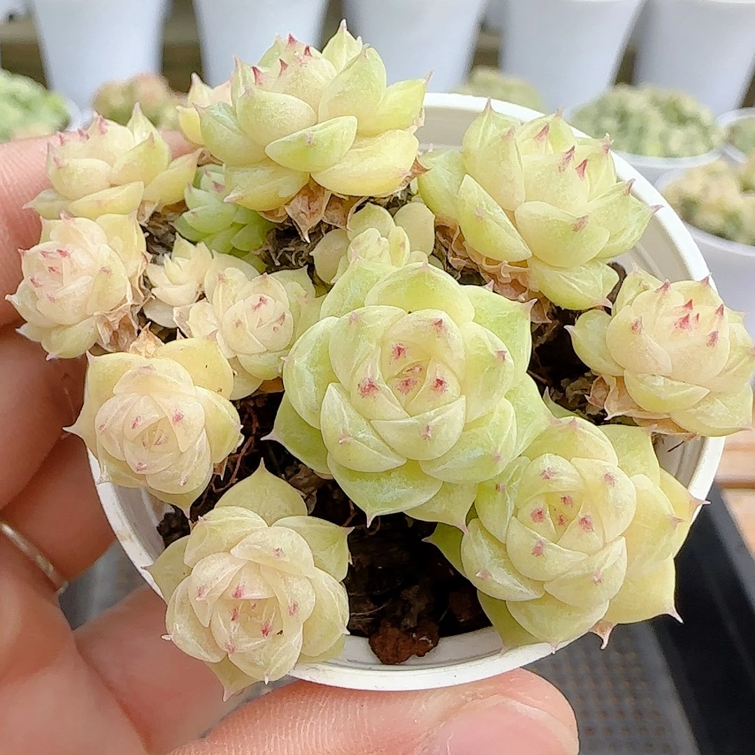 1106-74（ttp-46-2）