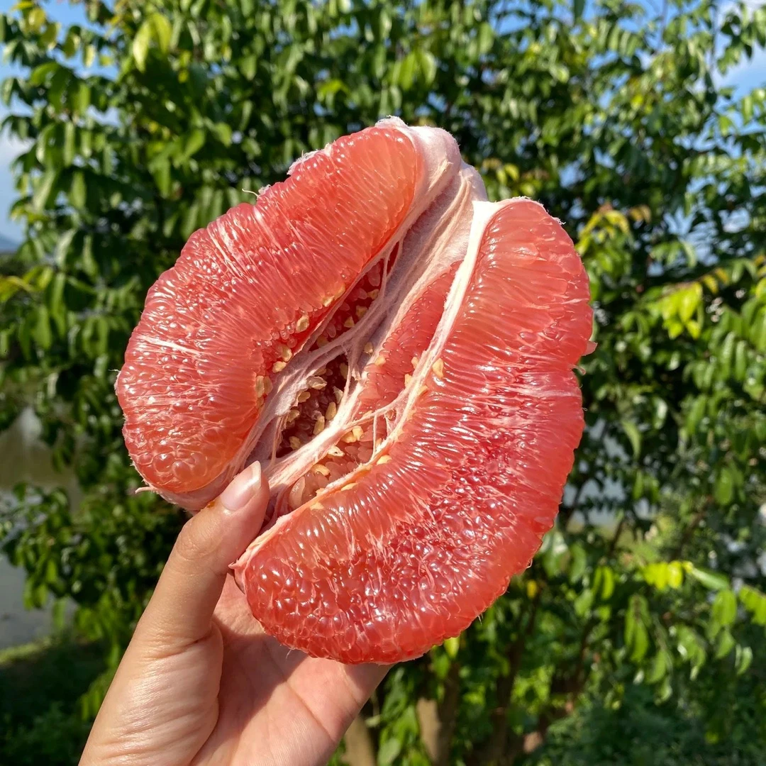 【福建平和】正宗红心蜜柚老树头茬果现摘皮薄三红果肉甜嫩饱满多汁次日达今天拍明天到送开果器福建省