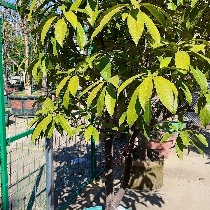 男***~完全开放果树888888