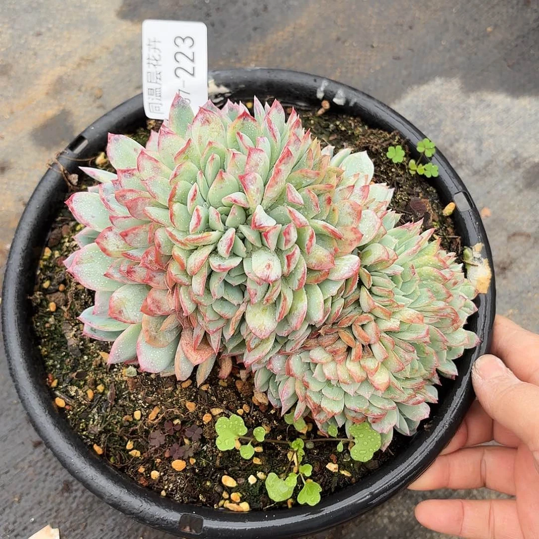 同温层多肉莎莎缀223