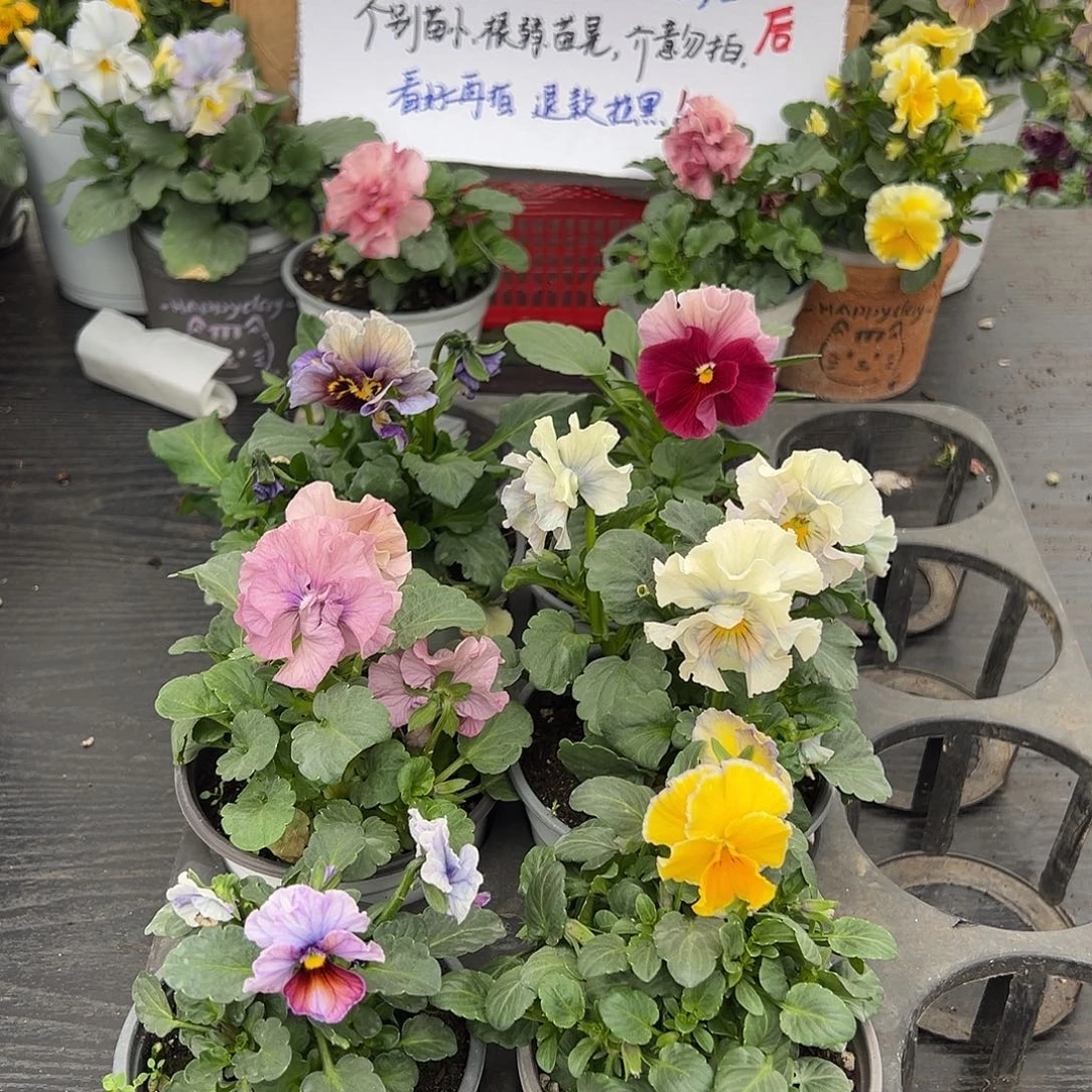 大部分花苞少量开放287号