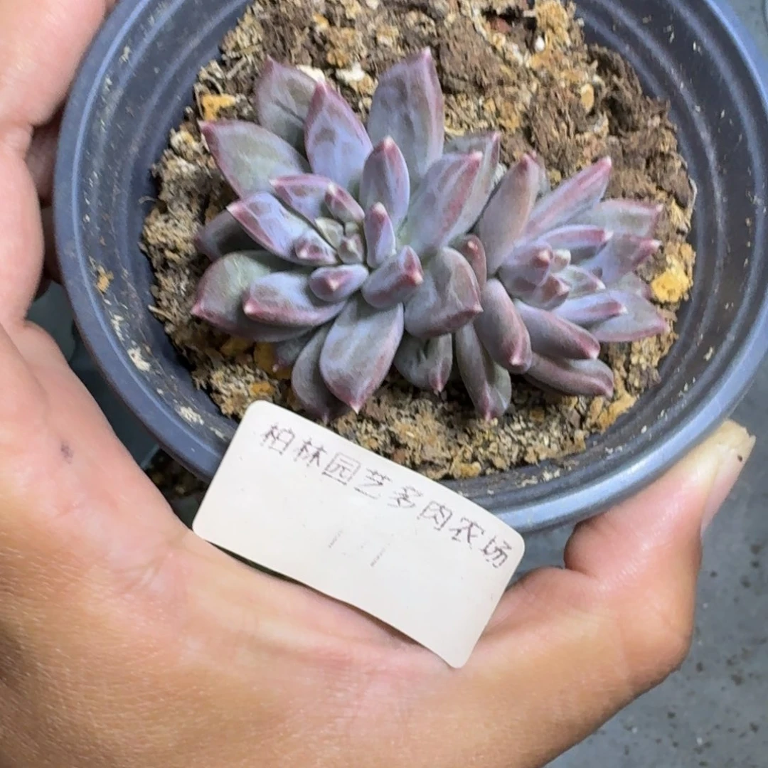 124 美人杂交 一物一拍