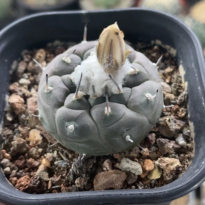 冬云娇丽实生仙人球