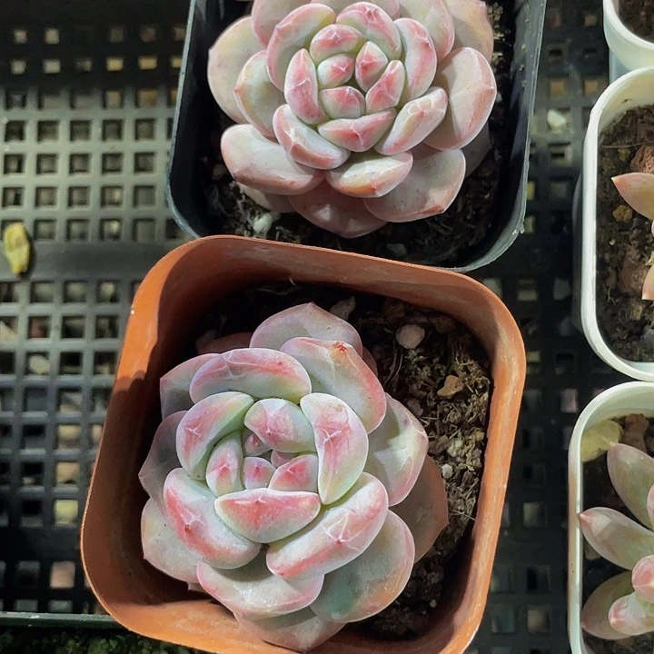 6.5方网红星影带盆土