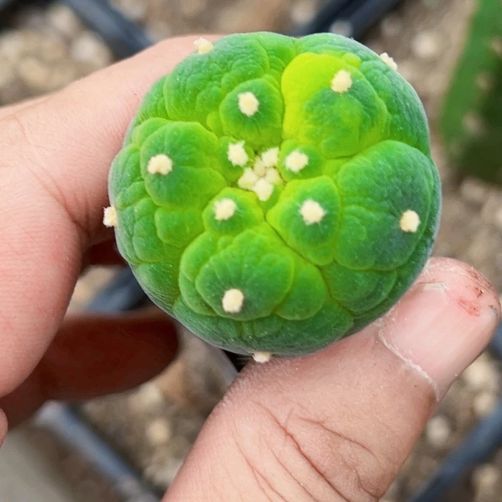 无花朵还****肥福利苗接大优893