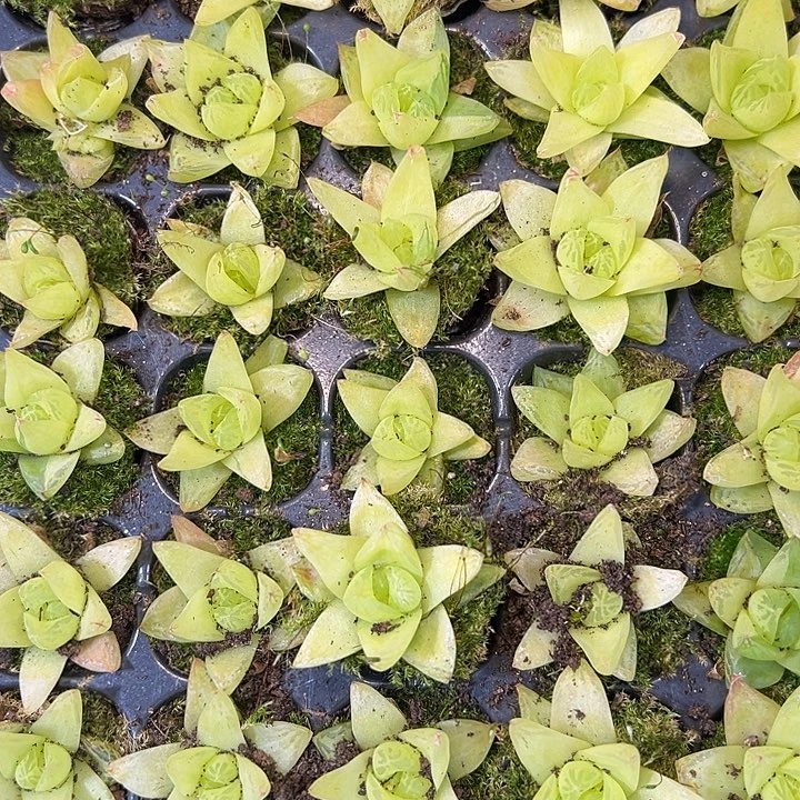 黄金桔 满10颗包邮