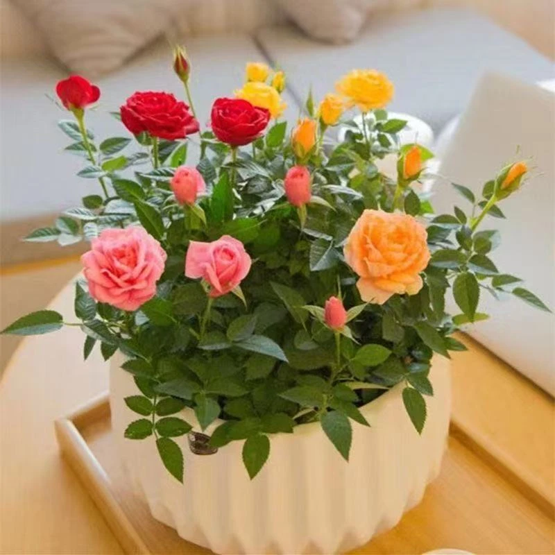 【四季循环开花】带花苞发货玫瑰花苗盆栽室外阳台多色五彩月季花