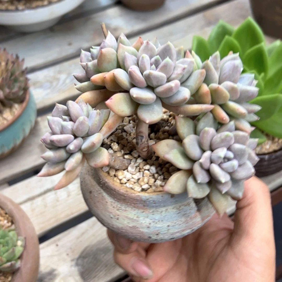 L**y胖美人15 零零多肉植物