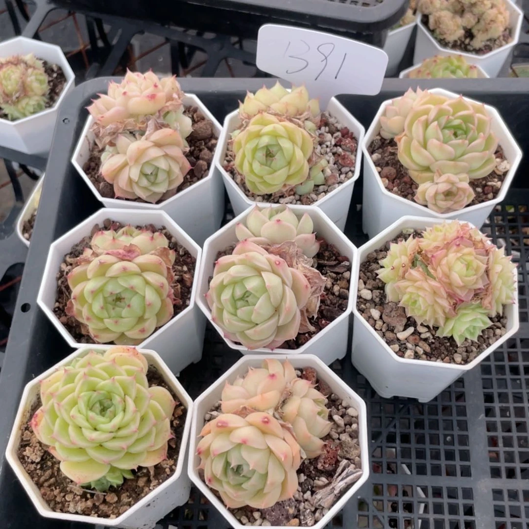 薇薇安园艺多肉1391