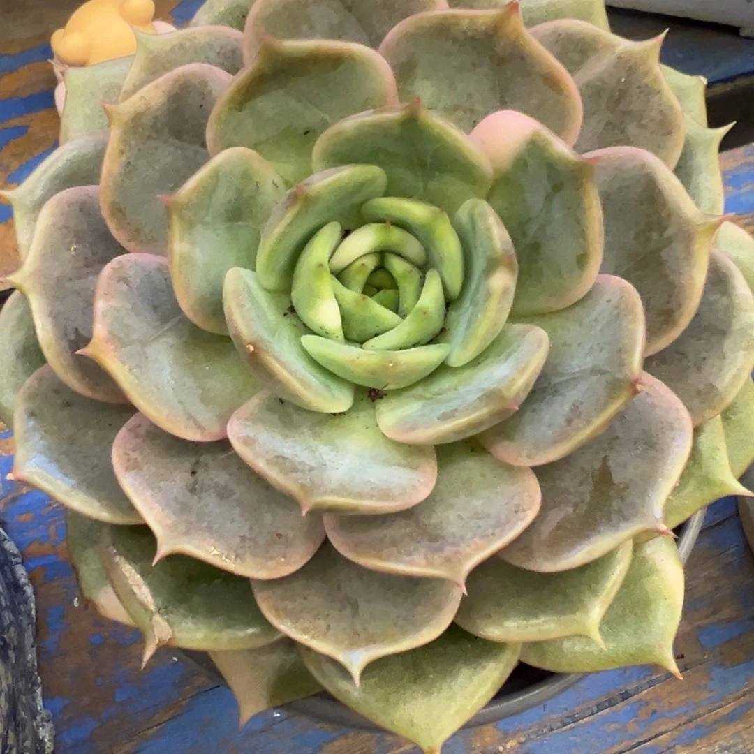 贝加尔湖锦，，，，，，，，，，，，，，，，，，，，，